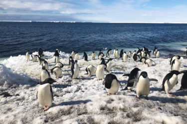 Penguins on a snowy shore