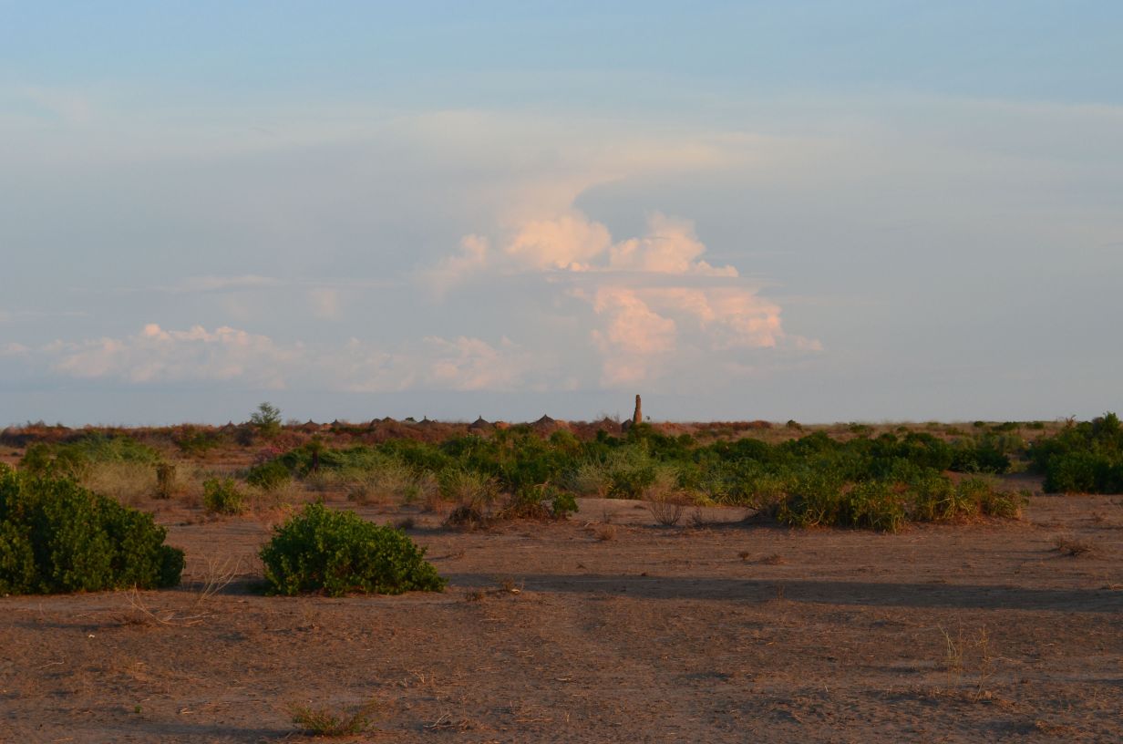 Desert with sparse shrubs