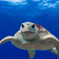 loggerhead sea turtle