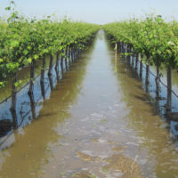 flooded vineyard