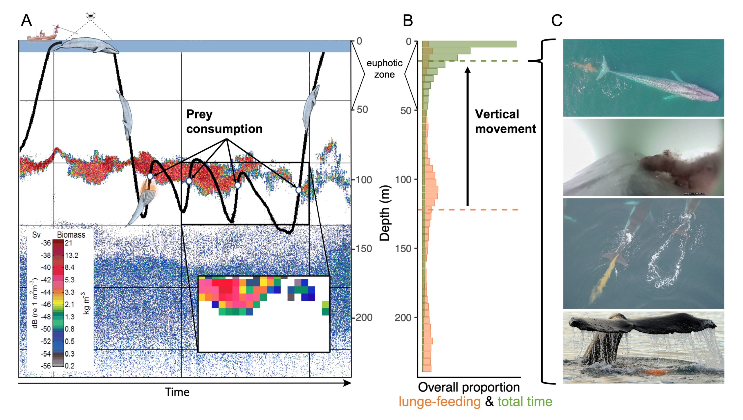 Figure showing measurements and recordings of whale feeding and excreting