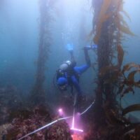 A scuba diver among kelp making measurements