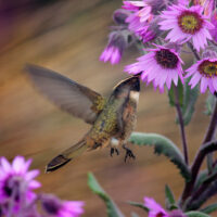 Bearded Helmet-crest hummingbird