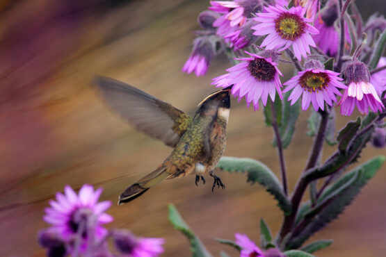 Bearded Helmet-crest hummingbird