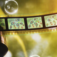 filmstrip illustration of photosynthesis