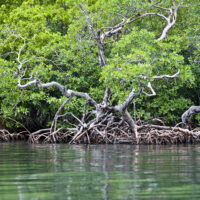 Mangrove trees along Belize’s coast.