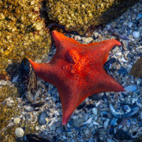 A starfish lies on the shore of Stanford’s Hopkins Marine Station, in Monterey, California, on October 4, 2023.