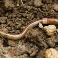 Mature jumping worm Amynthas agrestis, an alien species in North America